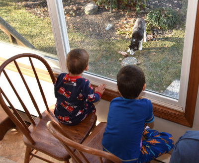 AJ and Geo watching the neighbor wolf finish off turkey scraps
