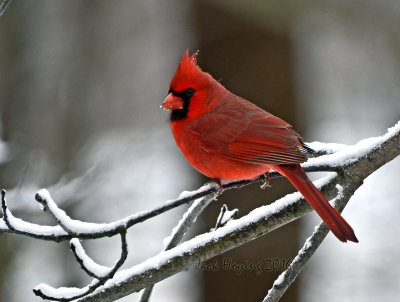Cardinal on a Snowy Sunday Morning