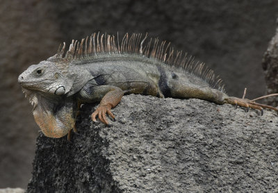 Huge Iguana on a rock in Old San Juan, Puerto Rico