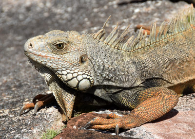 Iguana Close-Up