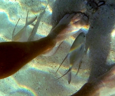 These Palometa Jack were hanging around our legs