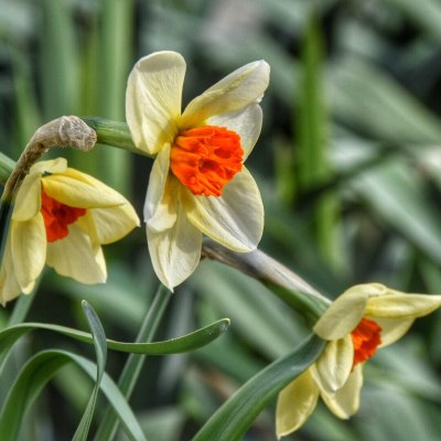 Easter Blooms