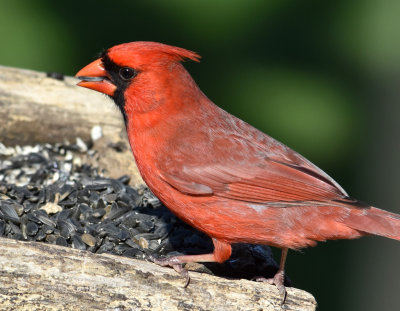 Cardinal at the feeder