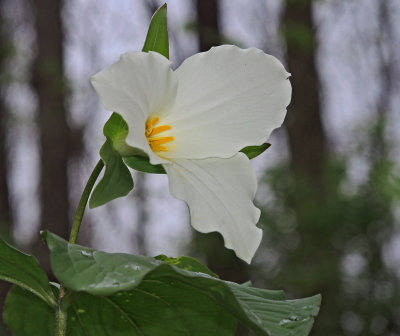 White Trillium Bloom