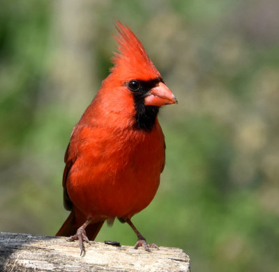 Cardinal in the morning light