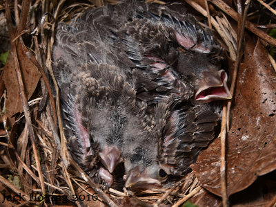 Three young Song Sparrows in their nest