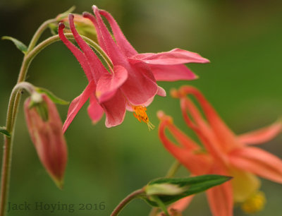 A great year for Columbines