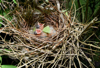 Newly Hatched Cardinals