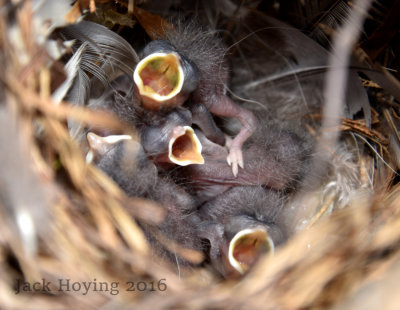 6 Wrens that are 24 hours old