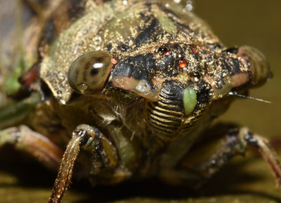 Business end of a Cicada