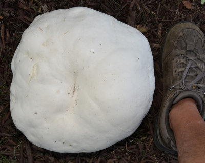 Huge Puffball Mushroom that I found tonight