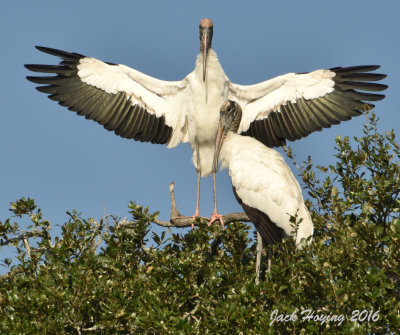 Wood Storks sunning in the morning 