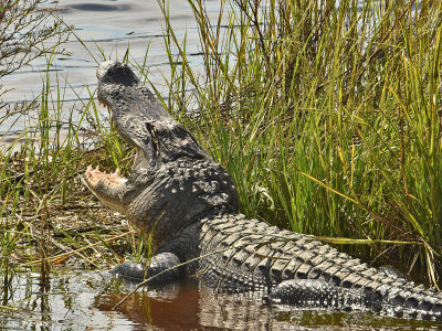 Big alligator showing off it's grin along the bike path