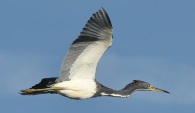 Tri-Color Heron in Flight