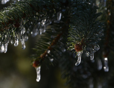 Ice on the needles