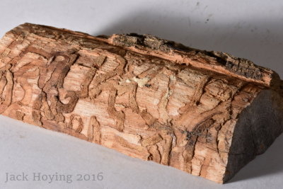 Tracks from the Emerald Ash Borer