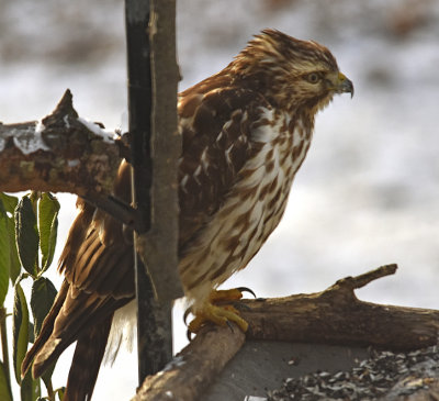 Coopers Hawk in the bird feeder, waiting on a meal to arrive
