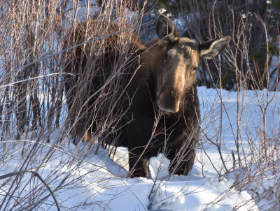 Moose in the neighborhood!!