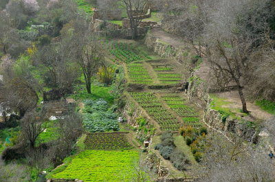 Sataf agricultural terraces