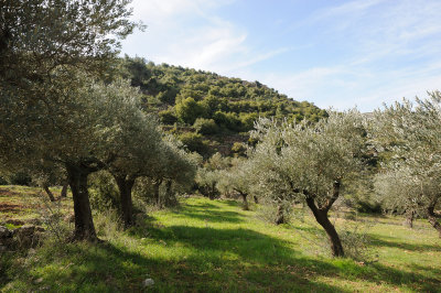Olive grove in Wadi Maghrour, West Bank