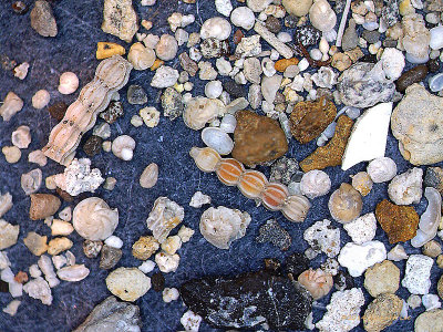 ARmicroFauna1-copy.jpg