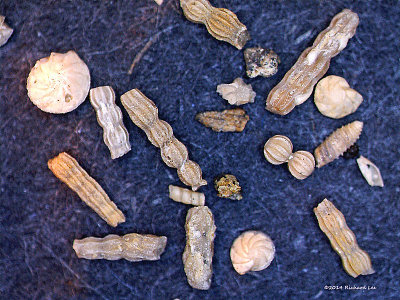 ARmicroFauna3-copy.jpg