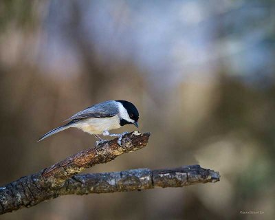 _MG_1253-Edit.jpg
