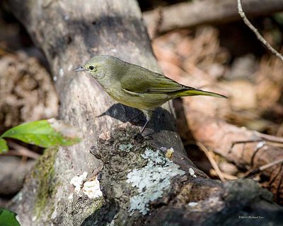 _MG_1294-Edit.jpg