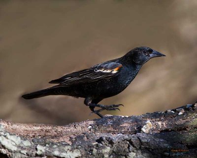 _MG_1327-Edit.jpg