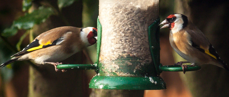 Pair of Goldfinches IMG_0035.jpg