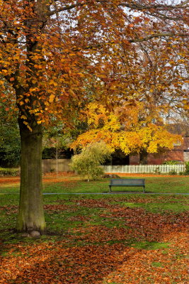 Autumn Trees, Cottingham IMG_0054.jpg