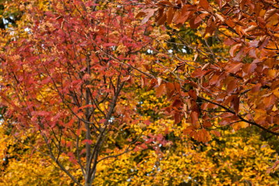 Autumn colours IMG_0049.jpg