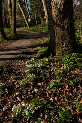 Snowdrops in Dene Wood IMG_1575.jpg