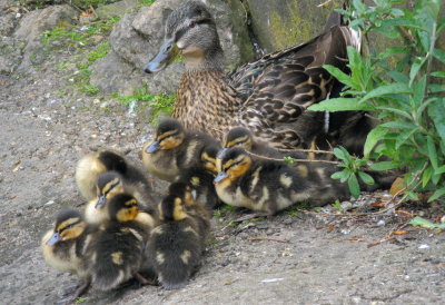 Proud mum in Pearson Park.jpg