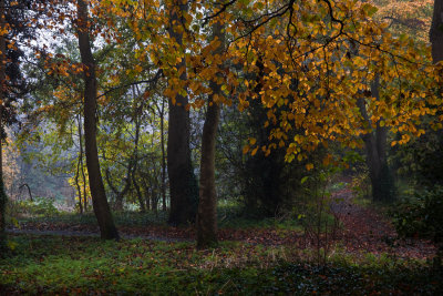 Dene Wood autumn IMG_7018.jpg