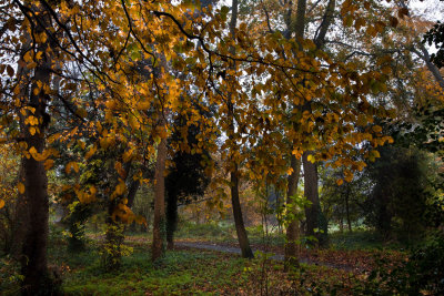 Dene Wood autumn IMG_7020.jpg