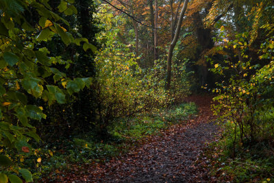 Dene Wood autumn IMG_7023.jpg