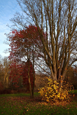 Autumn Trees.jpg