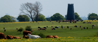 Beverley Westwood IMG_1350.jpg