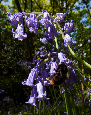 Burton Bushes, Beverley Westwood Bushes bluebells IMG_1370.jpg