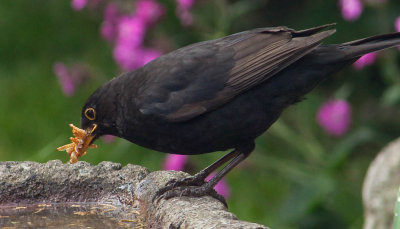 Blackbird gathering mealworms IMG_1384.jpg