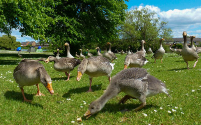Geese, Pickering Park, Hull P1030608.jpg