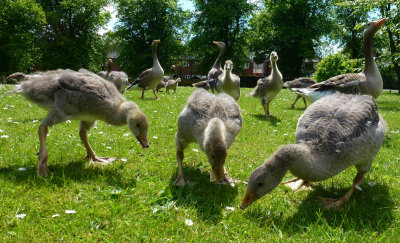 Geese, Pickering Park, Hull P1030613.jpg