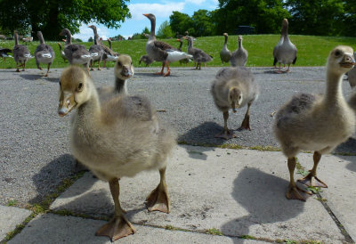 Geese, Pickering Park, Hull P1030627.jpg