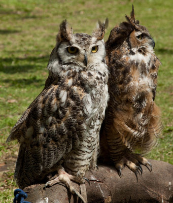 Skidby Owls-2889.jpg