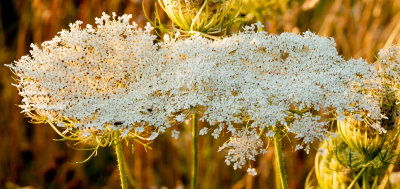 Cow Parsley IMG_3494.jpg