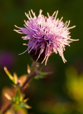 Thistle IMG_3479.jpg