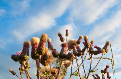 Thistle IMG_3485.jpg