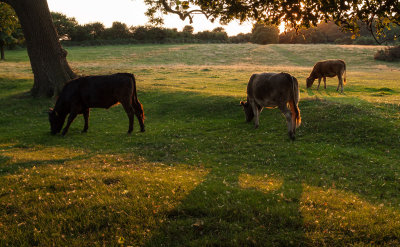 cows at dusk IMG_4731.jpg