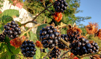 Brambles IMG_4653.jpg